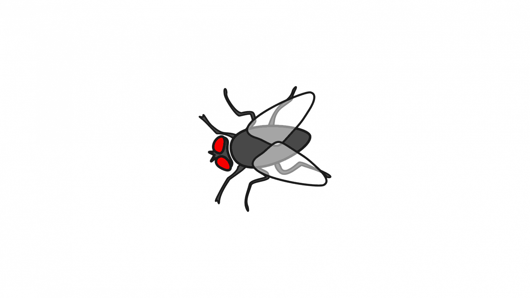 top view of house fly illustration
