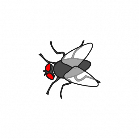 top view of house fly illustration