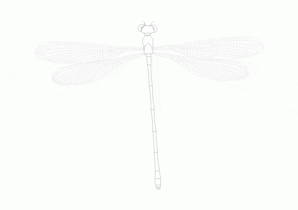 Amani flatwing damselfly illustration.