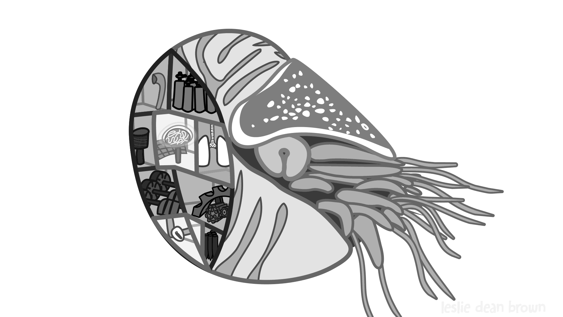 a nautilus cross section